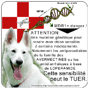 berger blanc suisse du domaine de la combe noire
